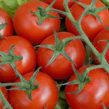 Heavy-Yielding Vine  ROUND Tomato seeds - Medium Size, Non-GMO , ORGANIC and Fresh