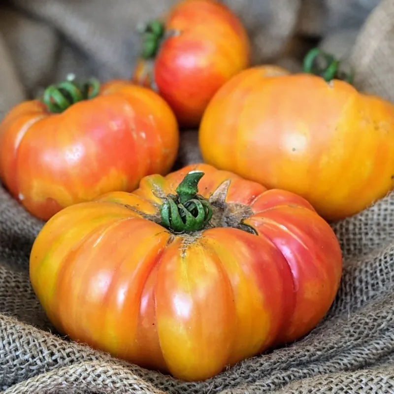 Big Rainbow Heirloom Tomato seeds -  Non-GMO, ORGANIC and Fresh