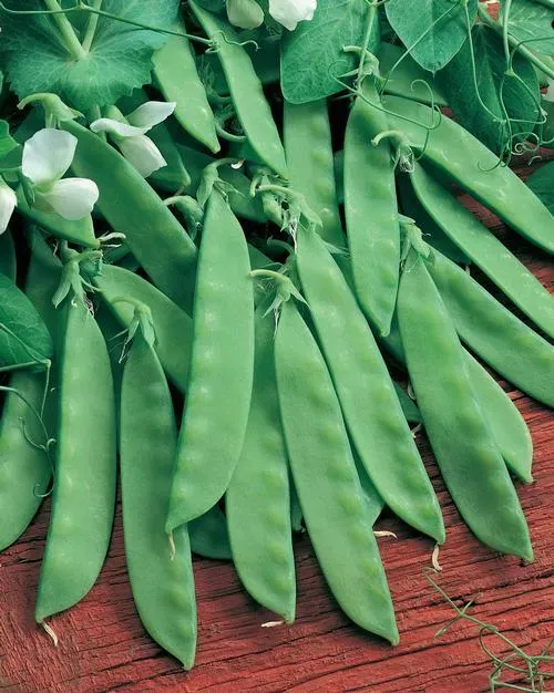 Sugar snap pea seeds - Non-GMO AND FRESH