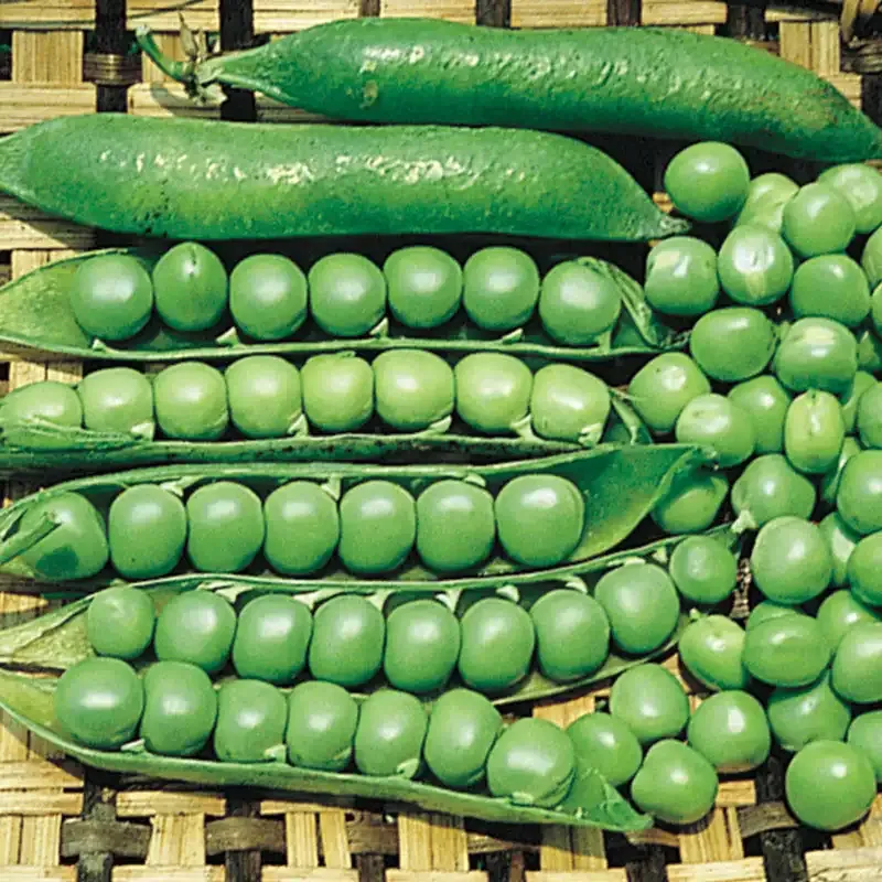 GREEN garden pea seeds - Non-GMO and FRESH