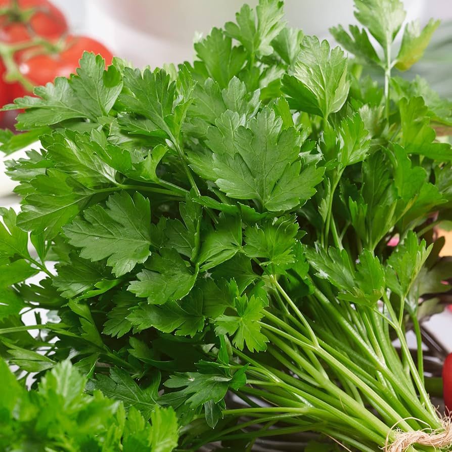 Italian Giant Parsley seeds - Non-GMO, ORGANIC AND FRESH