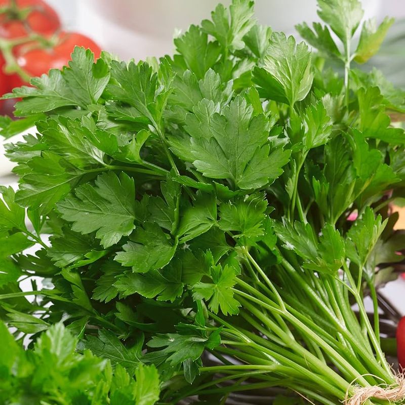 Italian Giant Parsley seeds - Non-GMO, ORGANIC AND FRESH
