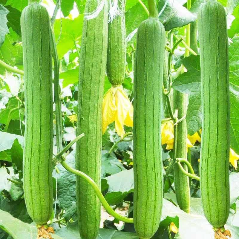 Smooth Ridge Gourd or Luffa  seeds - Non-GMO and FRESH