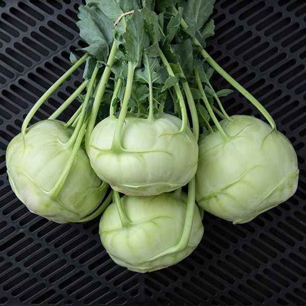 White Vienna Kohlrabi or Knol Khol  Seeds - Non-GMO, ORGANIC AND FRESH