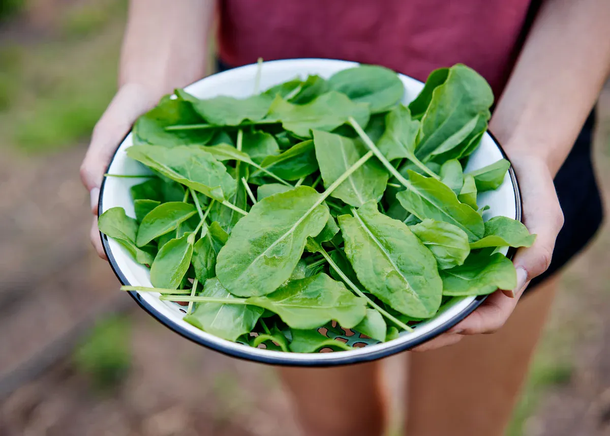 Large Leaf Sorrel seeds - Non-GMO, ORGANIC AND FRESH