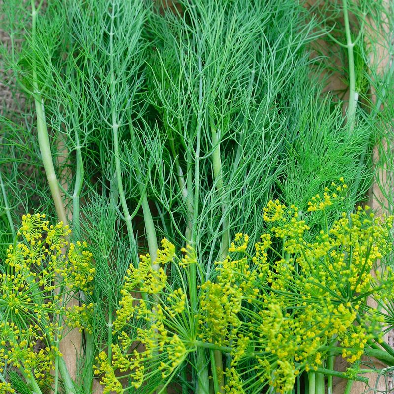 Dill seeds - Non-GMO AND FRESH