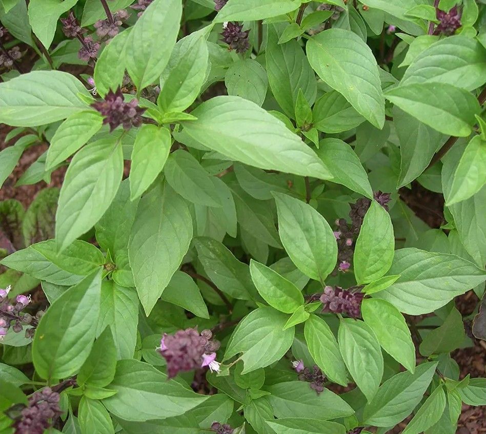 Thai Basil seeds - Non-GMO, ORGANIC AND FRESH