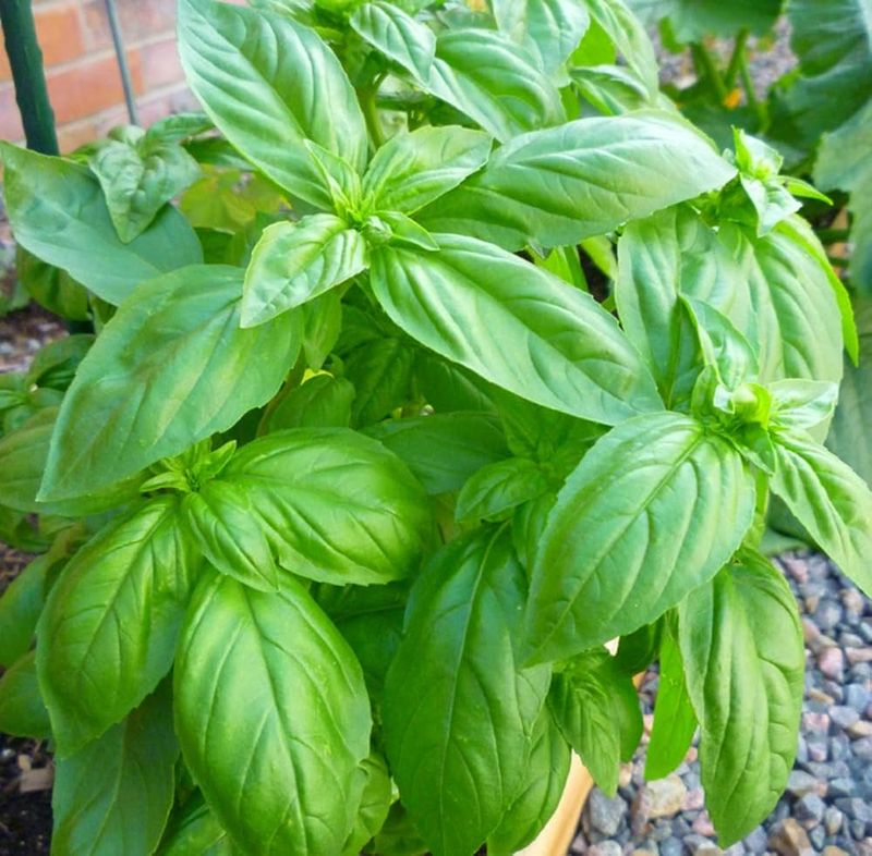 Sweet Basil seeds - Non-GMO and  FRESH