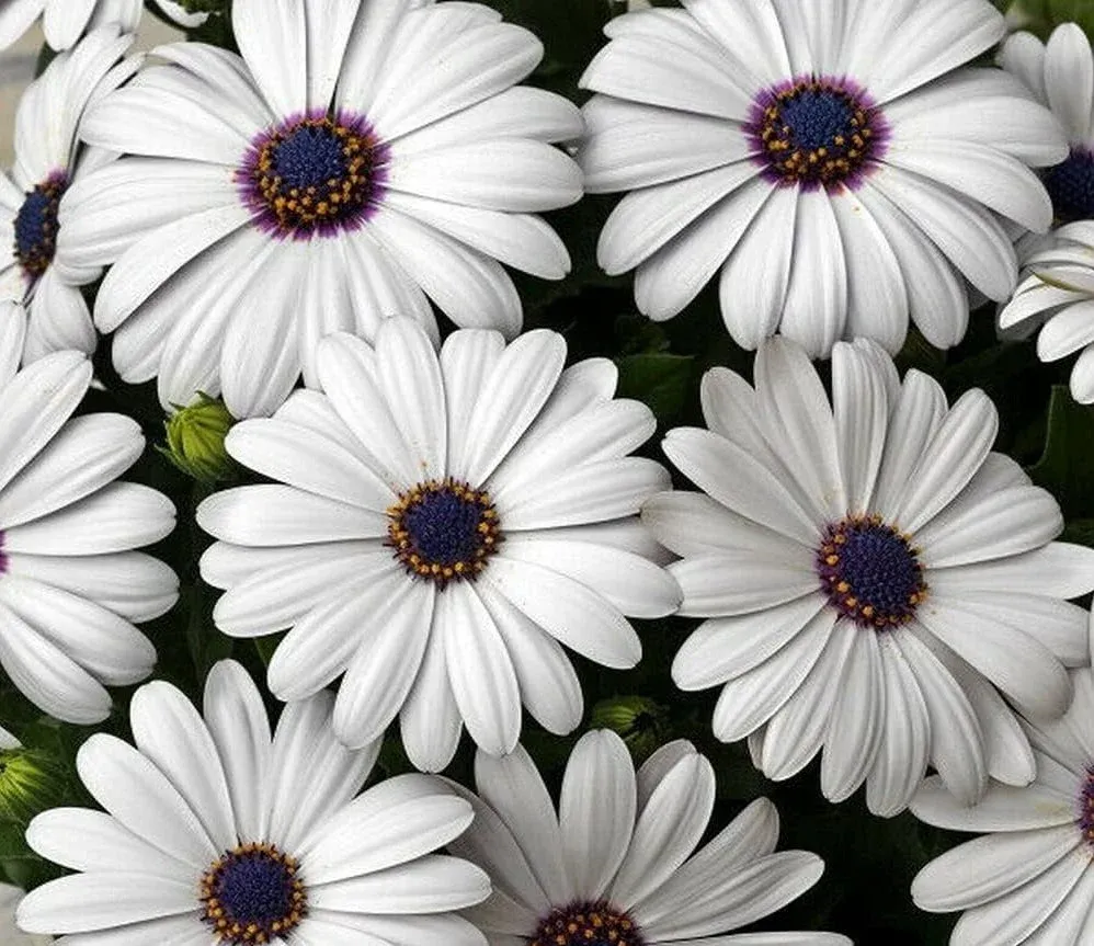 White Cape Daisy seeds - FRESH