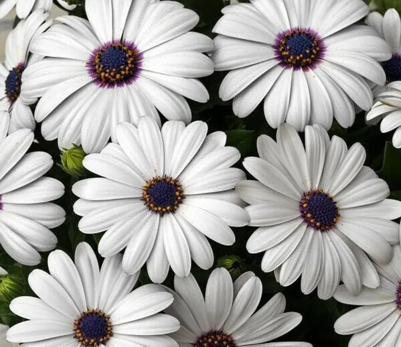 White Cape Daisy seeds - FRESH