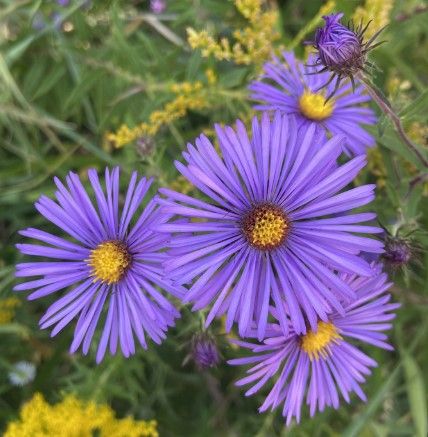 Super fragrant purple ASTER seeds - Non-GMO and  FRESH