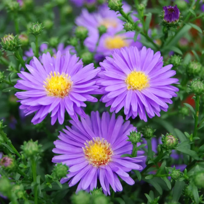 Double petal purple ASTER seeds - Non-GMO AND FRESH