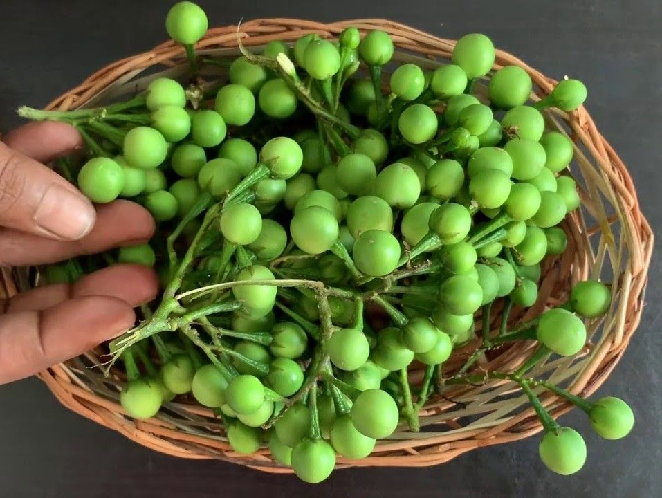 Sundaikkai or Thai pea Eggplant or Turkey berry seeds - Non-GMO, ORGANIC AND FRESH