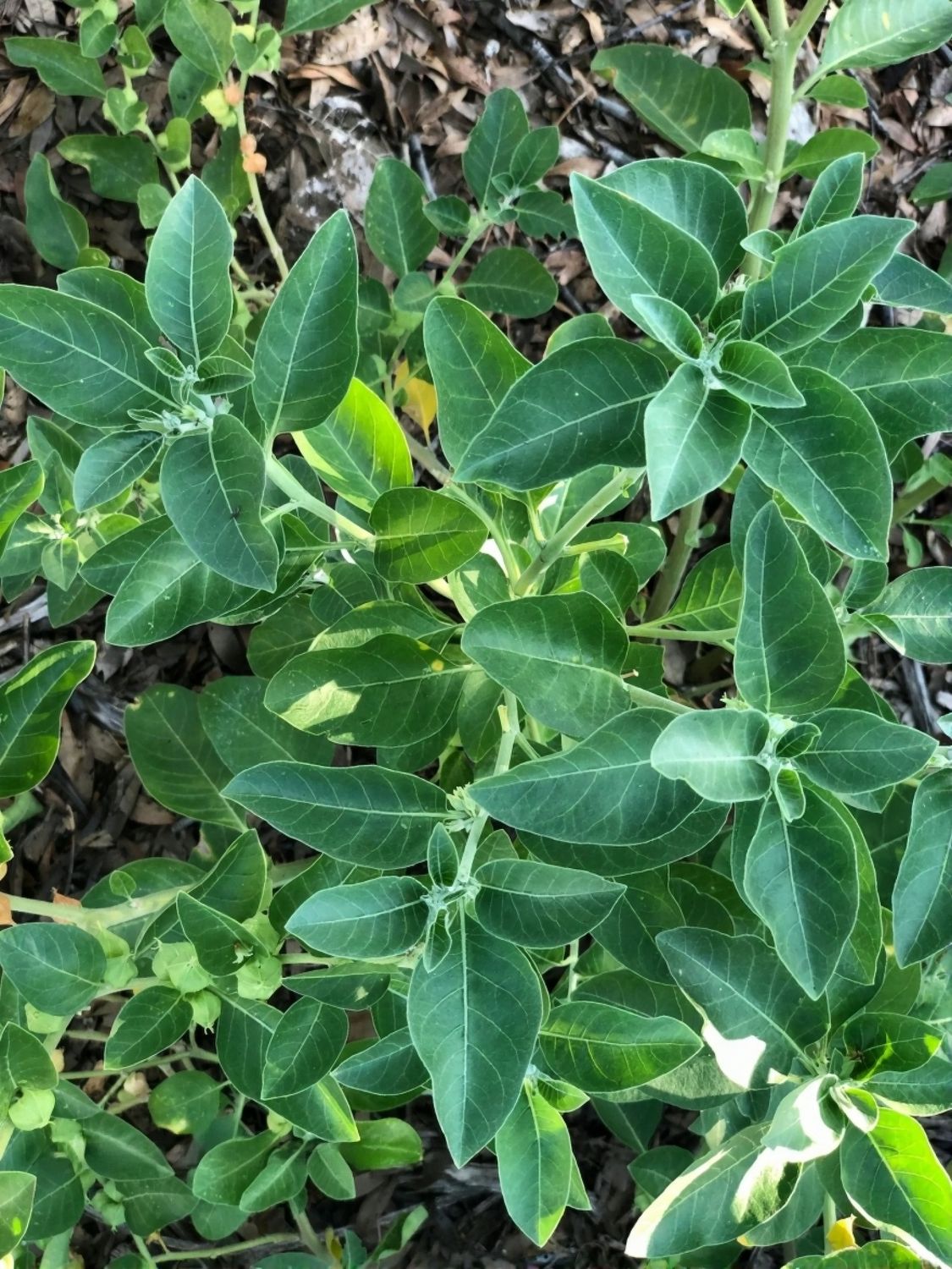 Ashwagandha SEEDS – Indian Ginseng- Ayurvedic Herb- Non-GMO, ORGANIC AND FRESH