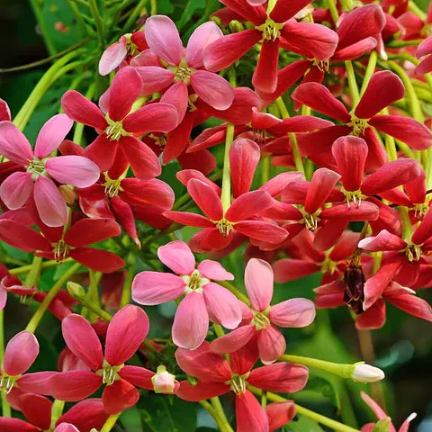 Rangoon creeper seeds - Non-GMO and FRESH