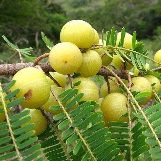 Indian big gooseberry or Amla seeds - Non-GMO, ORGANIC AND FRESH