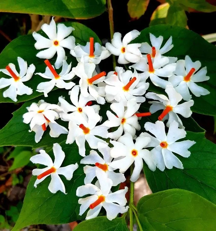 Parijaat seeds - Non-GMO, ORGANIC AND FRESH