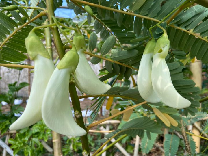 White hummingbird or AGASTYA or AGATI seeds - Non-GMO, ORGANIC AND FRESH