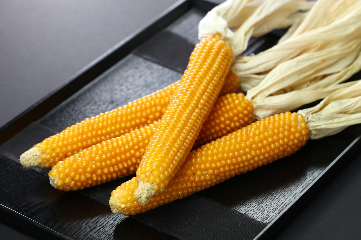 Small Yellow corn seeds NON-GMO ORGANIC and FRESH