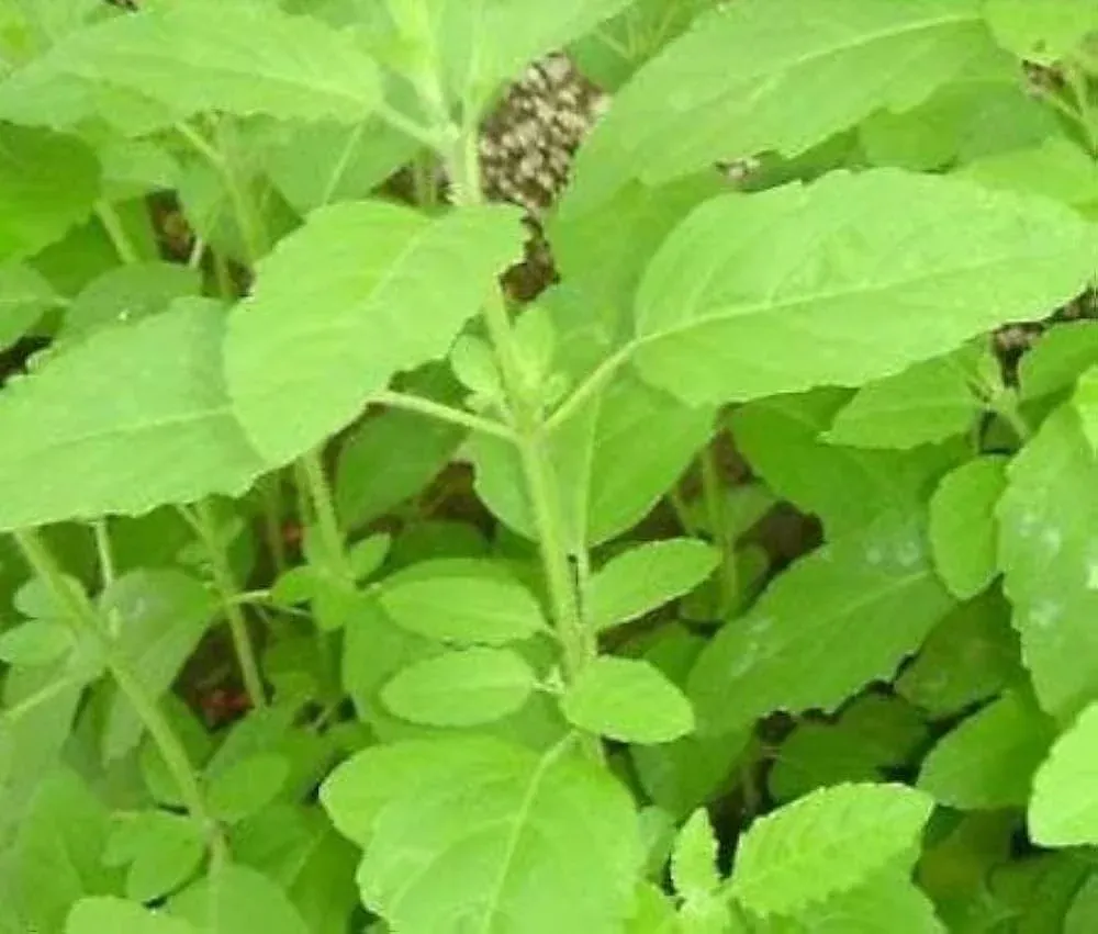 Ram Tulsi or Holy basil seeds ORGANIC AND FRESH