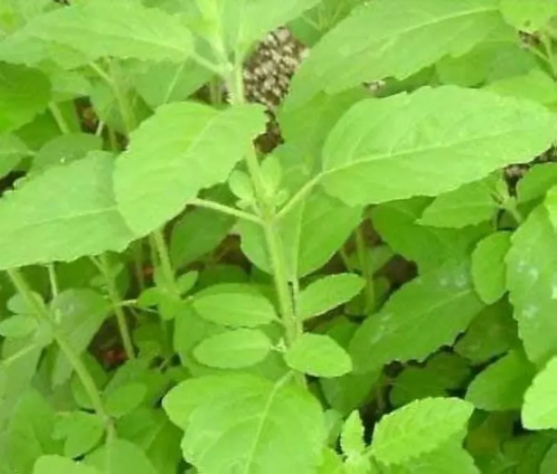 Ram Tulsi or Holy basil seeds ORGANIC AND FRESH