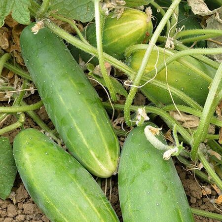 Cucumber seeds ORGANIC and FRESH