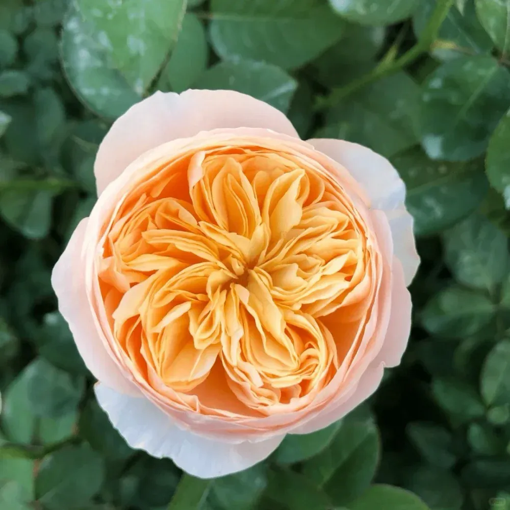 Juliet Rose in a 3-gallon pot
