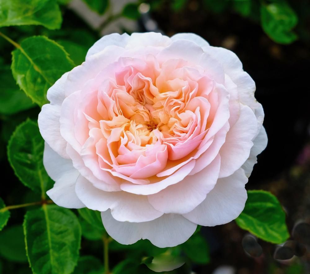 Emily Bronte Rose Plant in a 2-gallon pot