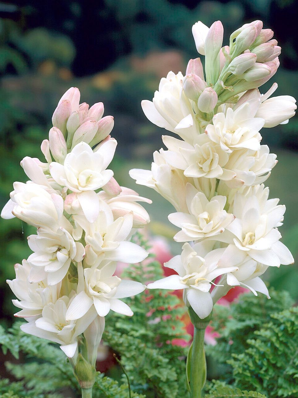 Double petal tuberose giant premium bulbs - super fragrant flowers