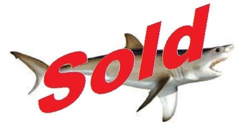 Great White Shark 53 Inch Mount King Sailfish