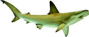 Hammerhead Shark 46 Inch Mount