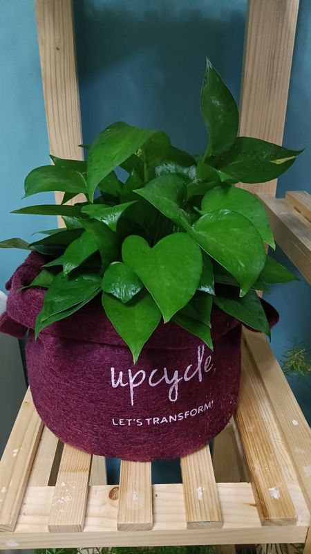 Grow bags  size 10"X10"