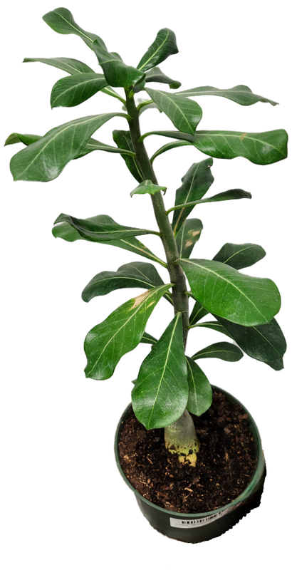 ADENIUM OBESUM DESERT ROSE 6&quot;