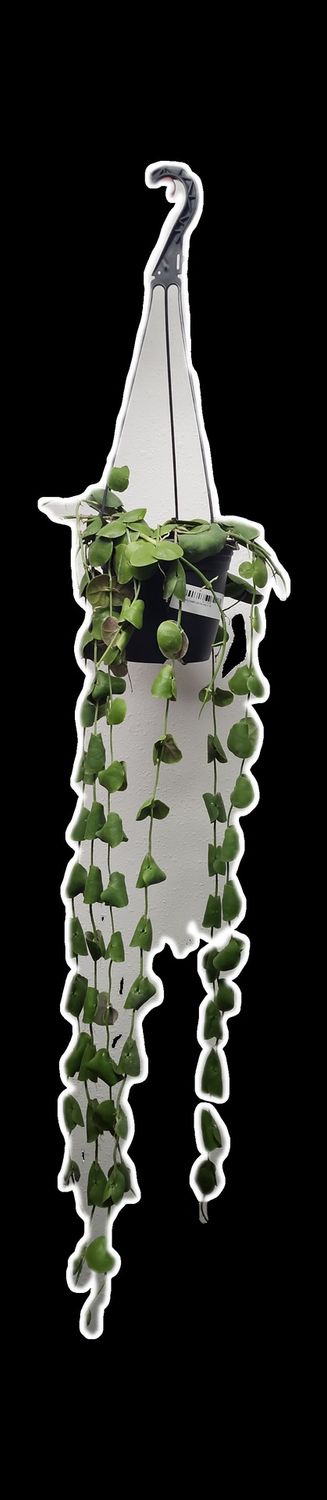 DISCHIDIA CAMIGUIN ISLAND 6&quot; HB