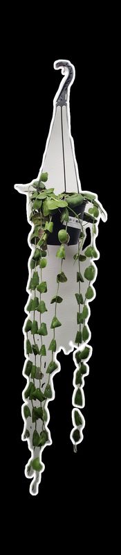 DISCHIDIA CAMIGUIN ISLAND 6&quot; HB