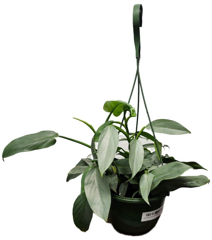 PHILODENDRON SILVER SWORD 8&quot; HB