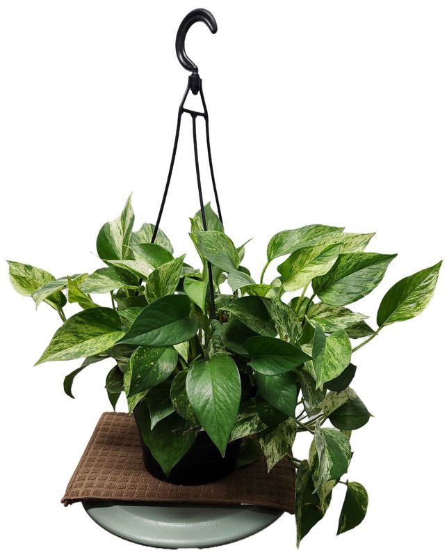 POTHOS MARBLE QUEEN 8&quot; HB