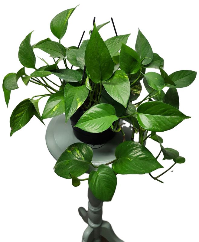 POTHOS GOLDEN 8&quot; HB