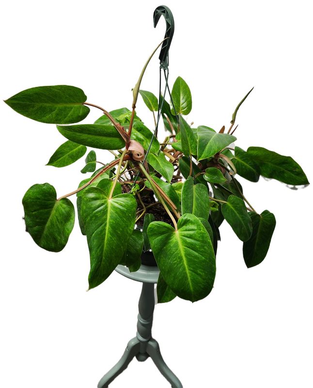 PHILODENDRON PAINTED LADY 10&quot; HB