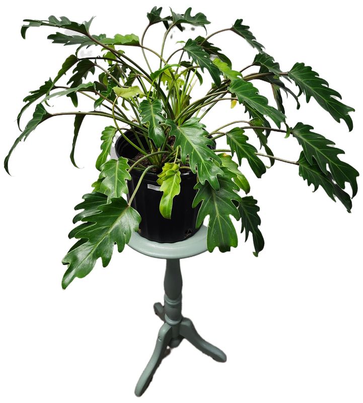 PHILODENDRON XANADU 8.5&quot;