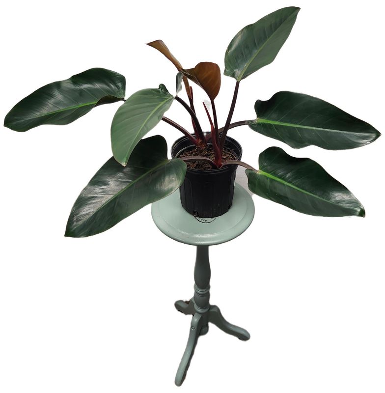 PHILODENDRON CONGO ROJO 8&quot;