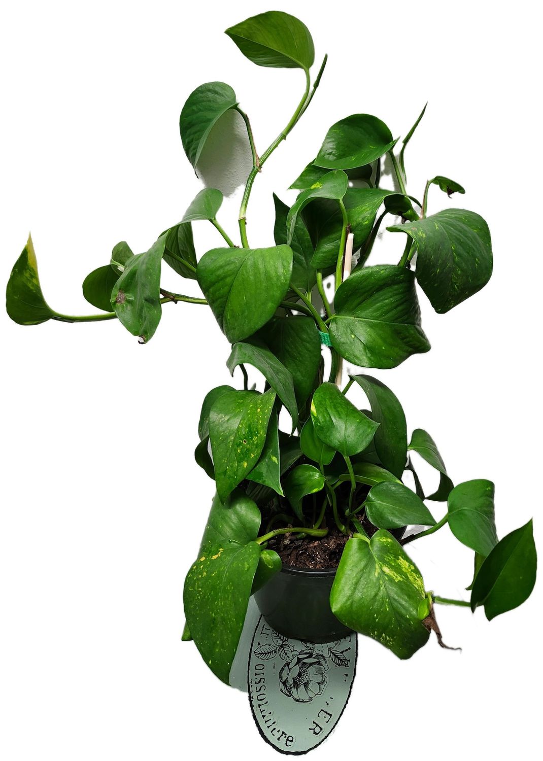 POTHOS HAWAIIAN 6&quot;