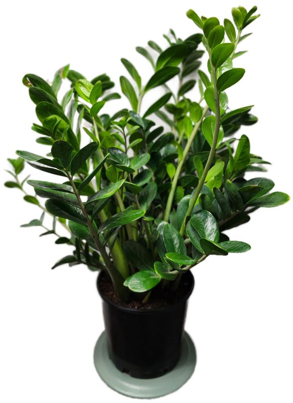 ZAMIOCULCUAS ZAMIFOLIA ZZ LUCKY 10&quot;