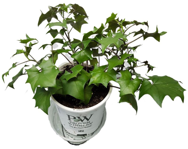 Delairea German Ivy