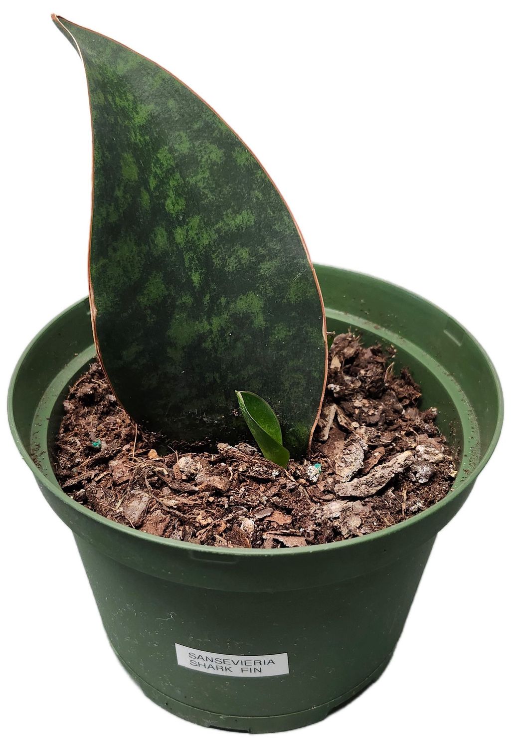 SANSERVIERIA SHARK FIN 6&quot;