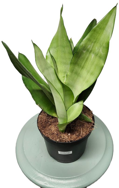SANSAVIERIA MOONSHIINE 6&quot;