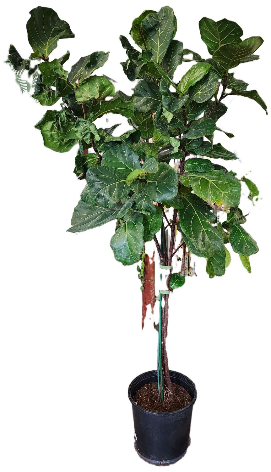 FICUS TREE 7&#39;