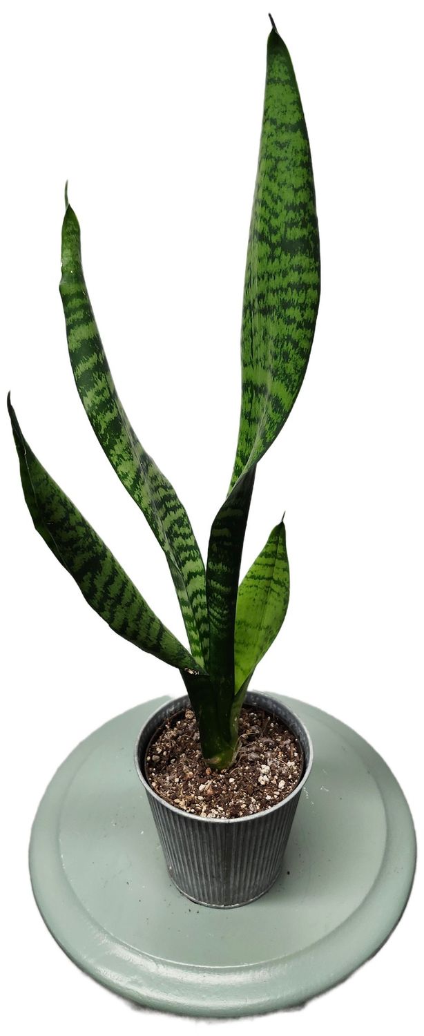 Sansevieria Snake Plant 5&quot;