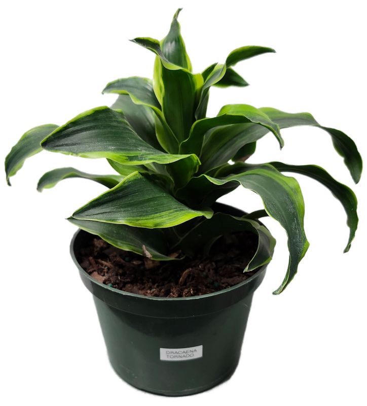 DRACAENA TORNADO 6&quot;