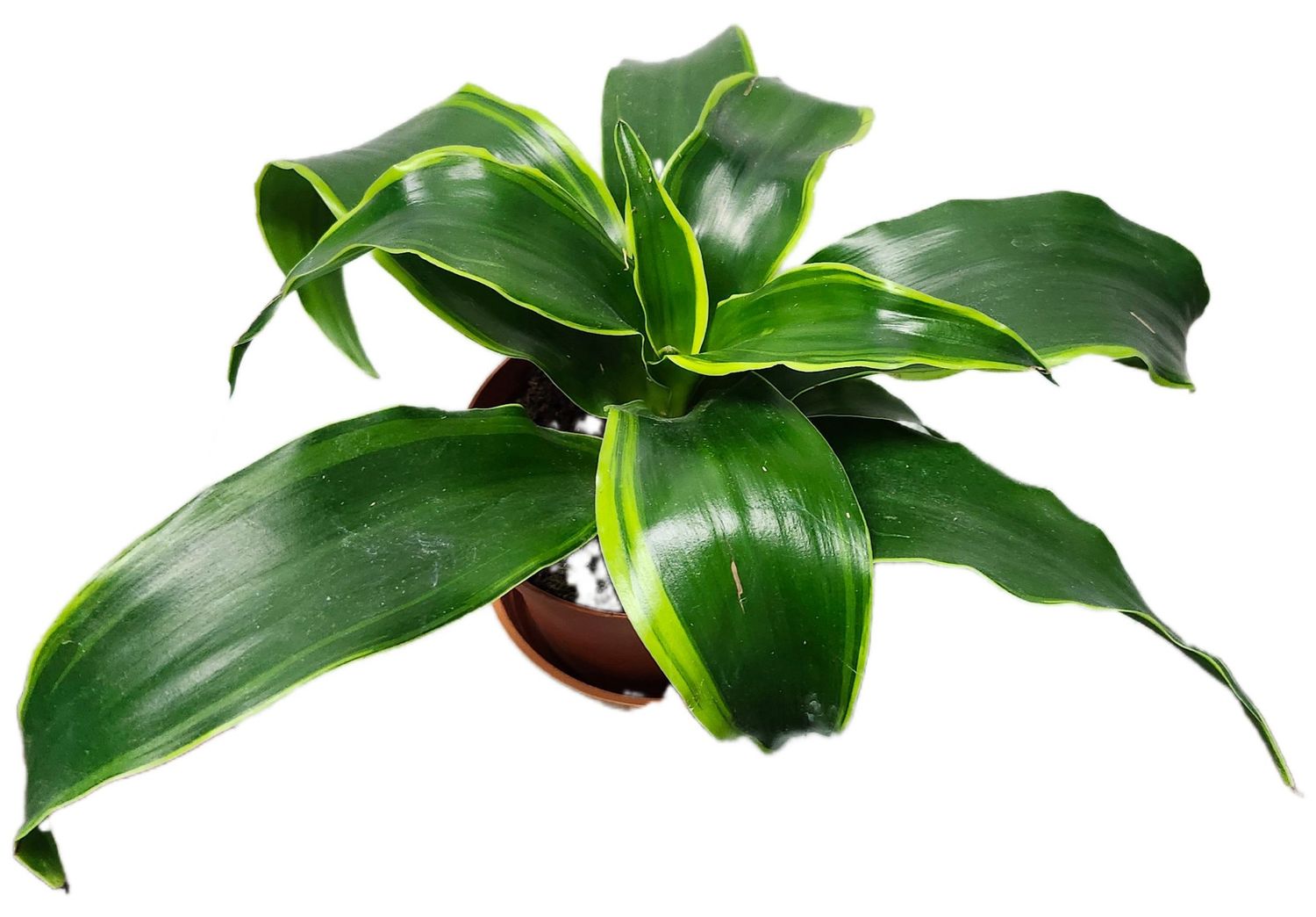 DRACAENA DORADO 4&quot;